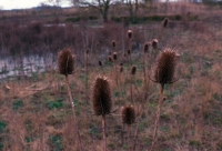 http://www.virguleflottante.com/files/gimgs/th-9_Rochefort (25).jpg